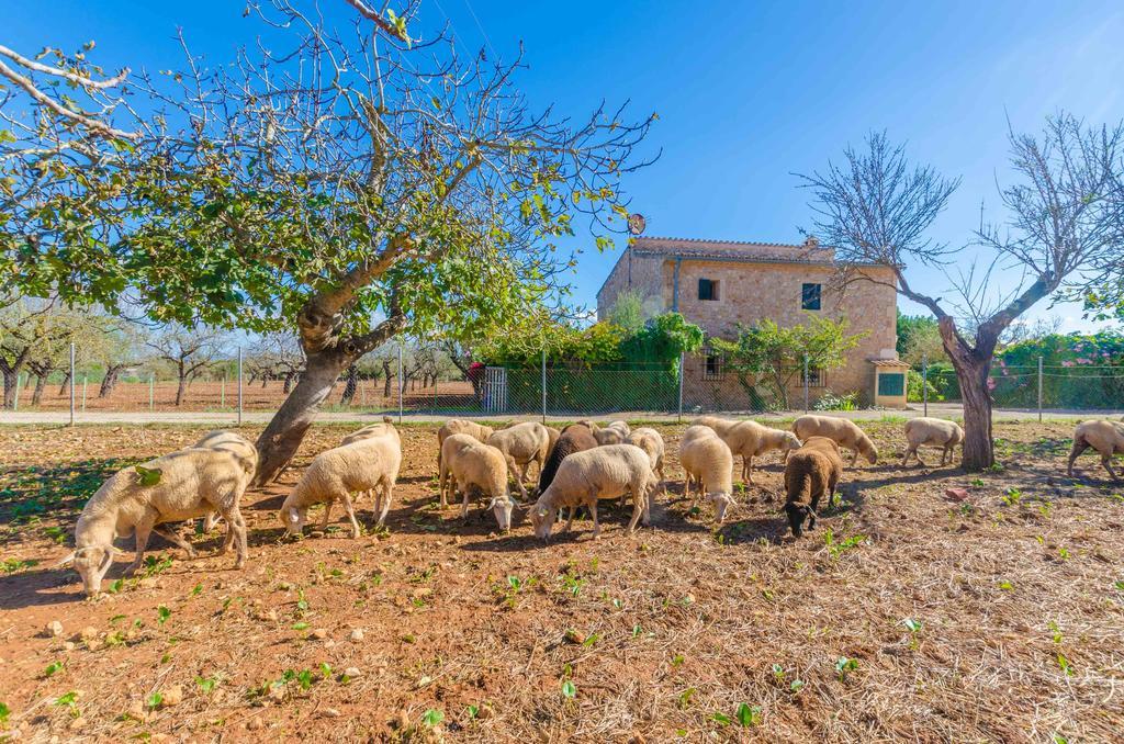 Sa Mata Βίλα Campanet Εξωτερικό φωτογραφία
